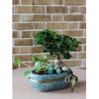  Bonsai